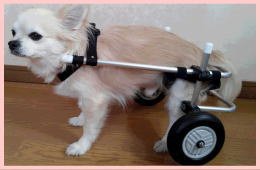 Amazon.co.jp: 小型犬用2輪歩行器 車いす ダックス チワワ等 Sサイズ